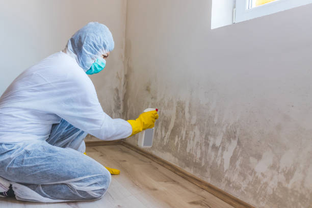 Licensed Mold Removal service in Keasbey, NJ - WQB Mold Removal