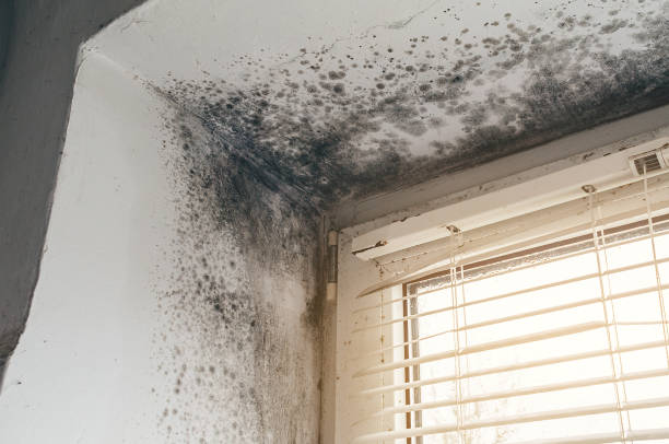 Affordable Mold Removal solutions in Keasbey, NJ